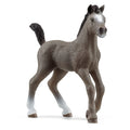 Schleich Selle Francais Foal 13957