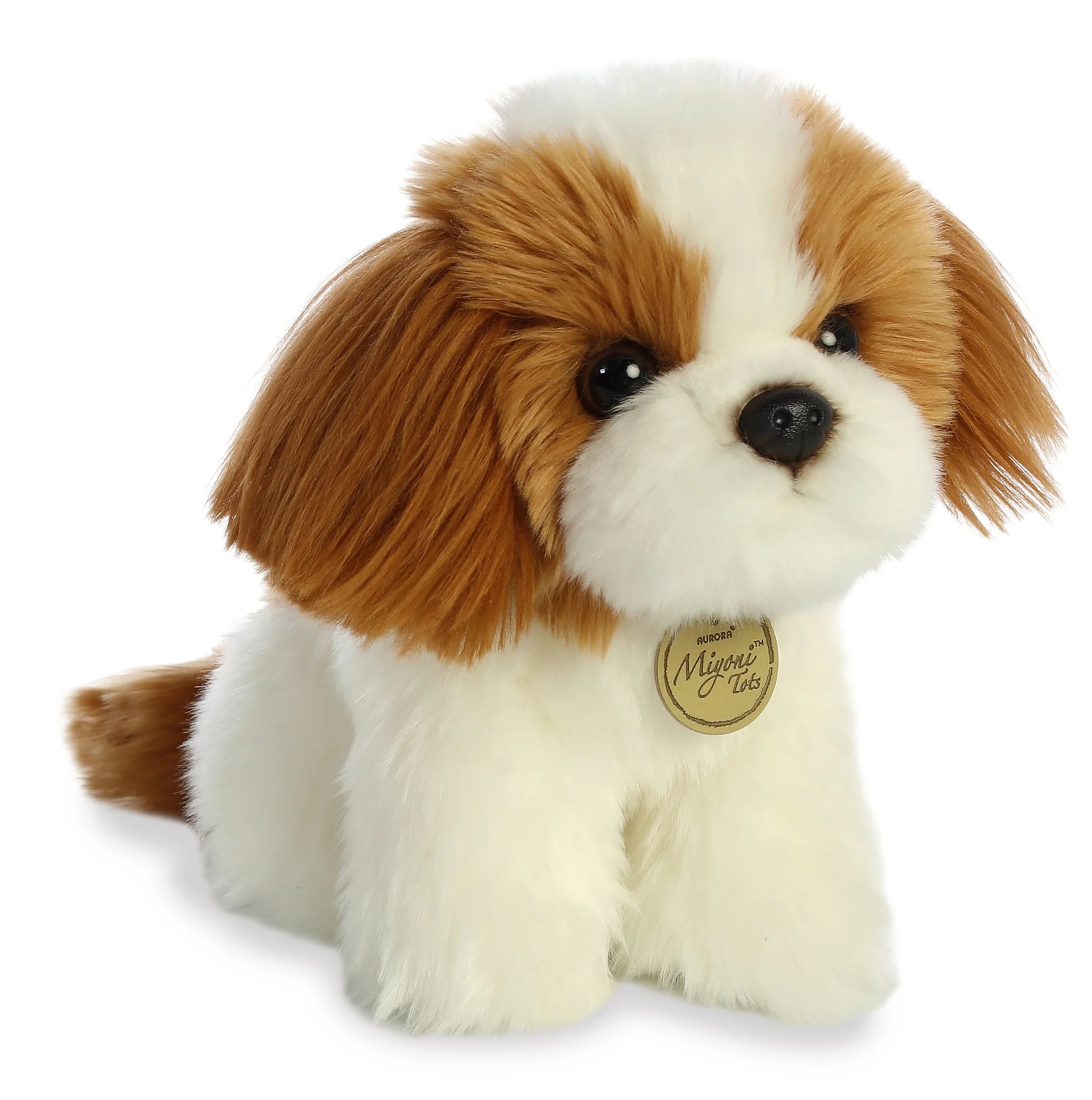 Miyoni Tots- Shih Tzu Pup
