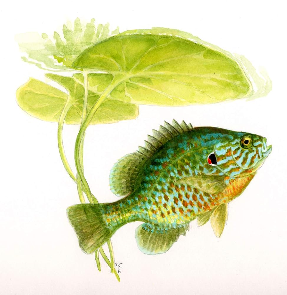A Fish Guide to Freshwater Fishes of Ontario cover image