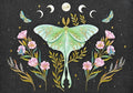 Luna Moth Note Cards (14 Cards, 15 Self-Sealing Envelopes) cover image
